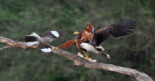 A hawk and a smaller bird interact on a branch, with the hawk displaying its wings and the smaller bird in flight.