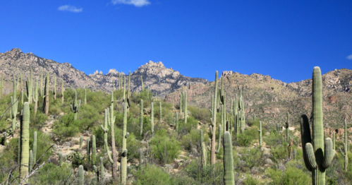 A desert landscape featuring tall cacti against a backdrop of mountains and a clear blue sky.