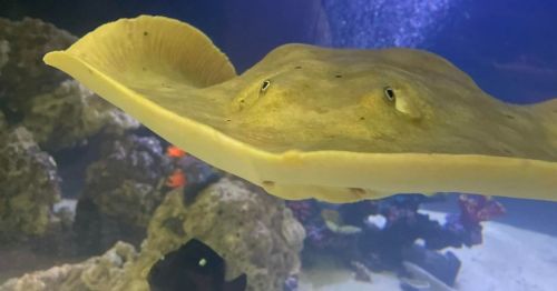 A close-up of a yellow stingray swimming gracefully in an aquarium, with colorful coral and fish in the background.