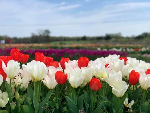 A vibrant field of red and white tulips under a blue sky, with colorful flowers in the background.
