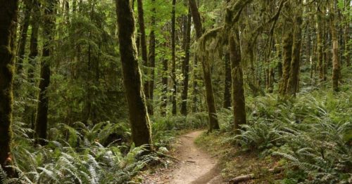 A winding dirt path through a lush green forest with tall trees and ferns.