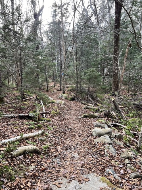 A narrow, rocky trail winds through a dense forest with trees and scattered leaves on the ground.