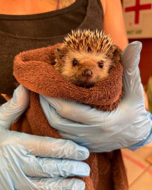 A person in blue gloves holds a hedgehog wrapped in a brown towel, showcasing its spiky fur and curious expression.