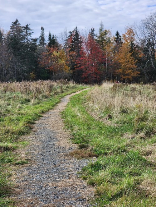 A winding gravel path through tall grass, leading to colorful autumn trees in the background.
