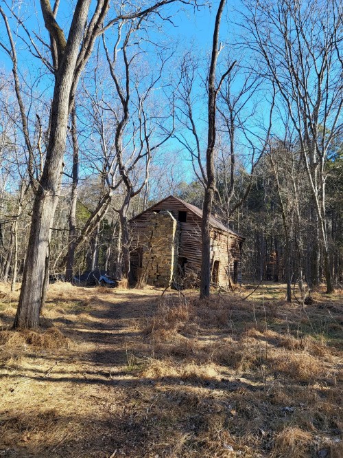 An old, weathered cabin surrounded by bare trees and tall grass under a clear blue sky.