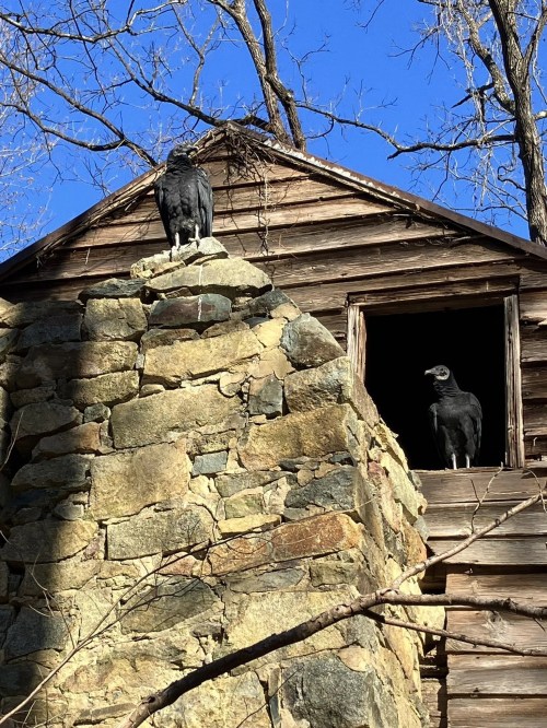 Two black vultures perched on a stone structure, with a wooden building and bare trees in the background.