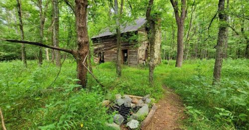 A weathered wooden cabin surrounded by lush green trees and tall grass in a serene forest setting.