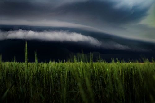 A dramatic sky with dark clouds looms over a green field of tall grass, creating a moody, atmospheric scene.