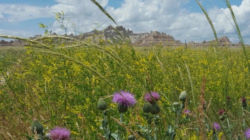 A vibrant landscape featuring purple thistle flowers and tall grasses, with rocky formations under a cloudy sky in the background.