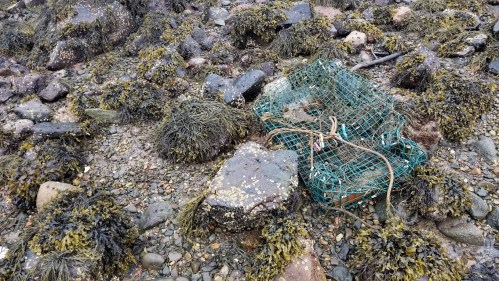 A rocky shoreline covered in seaweed, with a green fishing trap partially buried among the stones.