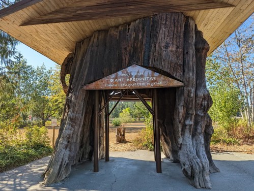 Entrance to a structure made from a giant sequoia tree, featuring a sign that reads "Giant Arborvitae."