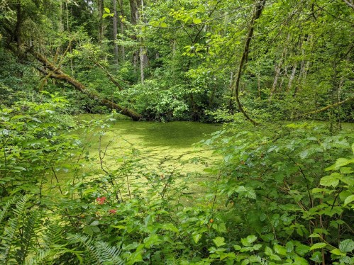 Lush green forest scene with a tranquil pond covered in algae, surrounded by dense foliage and trees.