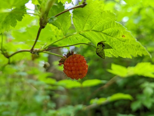 A close-up of a single orange raspberry hanging from a green leafy branch in a lush, green environment.