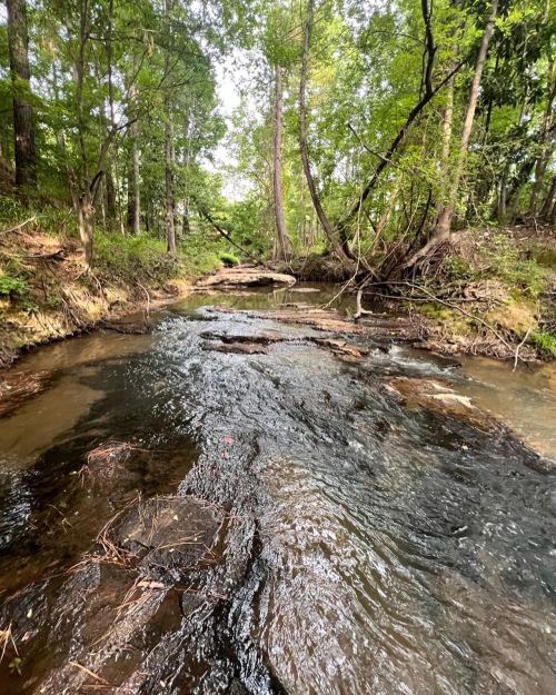 A serene creek flows through a lush, green forest, with rocks visible beneath the water's surface.