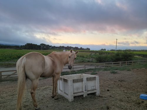 A light-colored horse stands near a feeding trough, with a scenic sunset and fields in the background.