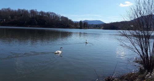 Two swans glide across a calm lake, surrounded by trees and mountains under a clear blue sky.