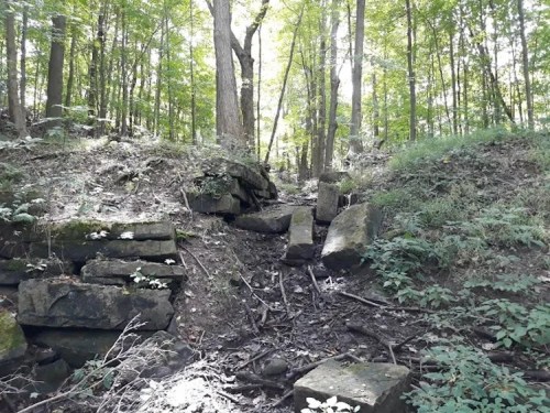A forest scene with sunlight filtering through trees, featuring rocky terrain and scattered greenery.