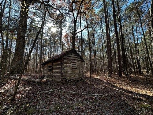 A rustic wooden cabin nestled among tall trees in a sunlit forest, surrounded by fallen leaves.
