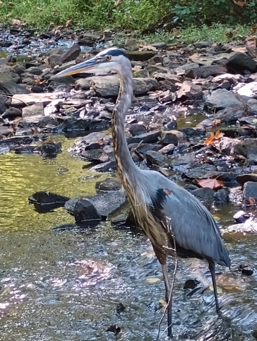 A heron stands in a shallow stream, surrounded by rocks and greenery, with its long neck and beak poised.