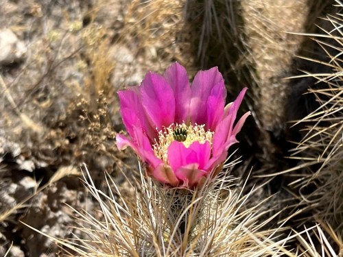 A vibrant pink cactus flower blooms amidst spiky, dry surroundings.