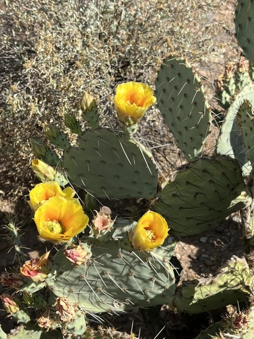 A close-up of a prickly pear cactus with vibrant yellow flowers blooming among its green pads.