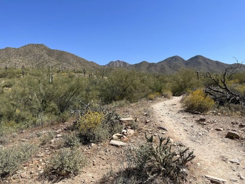 A winding dirt path through a desert landscape with cacti and mountains under a clear blue sky.