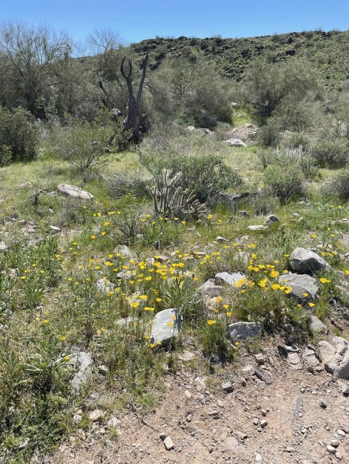 A sunny landscape featuring yellow wildflowers, rocks, and sparse vegetation under a clear blue sky.