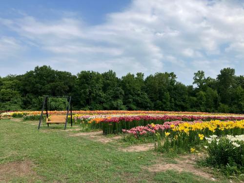 A vibrant field of colorful flowers with a wooden swing set against a backdrop of trees and a blue sky.