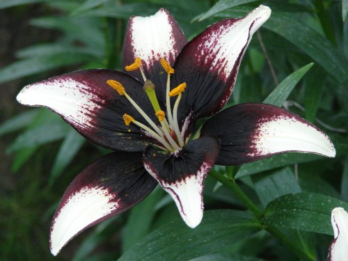 A striking flower with deep maroon petals and white edges, featuring yellow stamens and green leaves in the background.