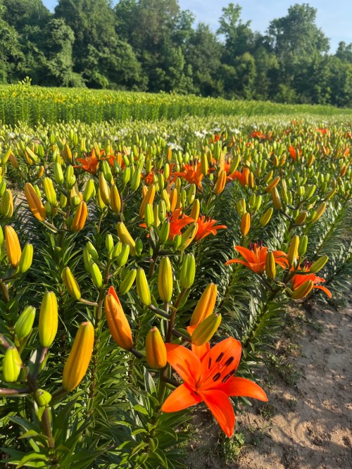 A vibrant field of orange and yellow lilies in various stages of bloom, surrounded by lush green foliage.