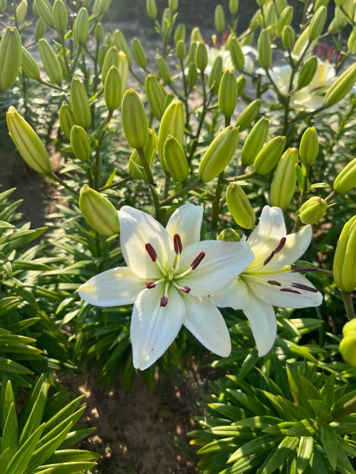 A close-up of white lilies with green buds surrounded by lush green leaves in a garden setting.