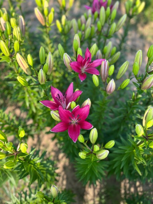 A cluster of vibrant pink lilies surrounded by green buds, set against a natural background.