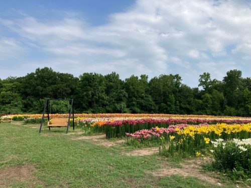 A vibrant field of colorful flowers with a wooden swing set against a backdrop of trees and a blue sky.