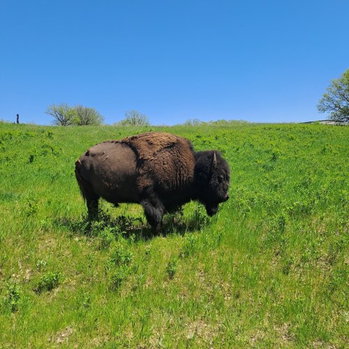 A buffalo grazes on lush green grass under a clear blue sky.