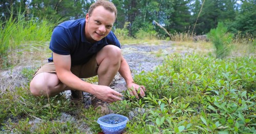 A man harvesting wild blueberries into a plastic container along the Magnetic Rock Trail in Minnesota.