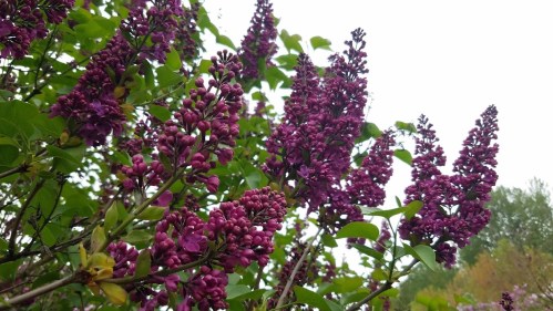 A close-up of vibrant purple lilac flowers blooming on a bush against a cloudy sky.