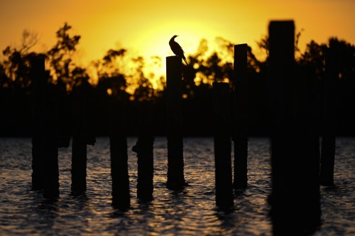 Silhouette of a bird perched on a post against a vibrant sunset over water, with trees in the background.