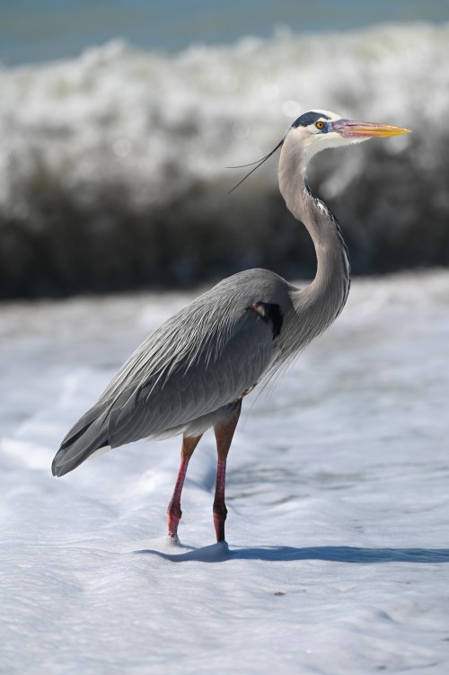 A great blue heron stands in shallow water at the beach, with waves gently crashing in the background.