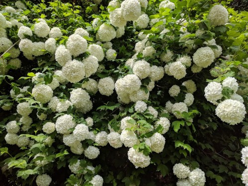 A lush bush covered in large, round clusters of white flowers surrounded by green leaves.