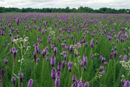 A vibrant field of purple flowers surrounded by lush green grass under a cloudy sky.