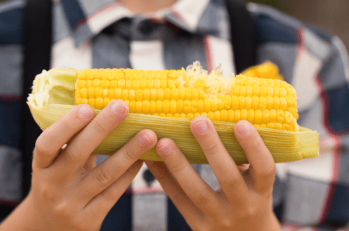 A person holding a fresh ear of corn in their hands, with a plaid shirt in the background.