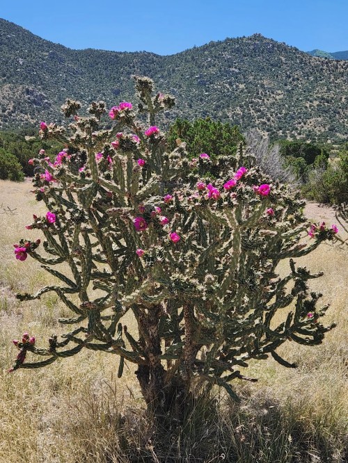 A cactus with vibrant pink flowers stands in a grassy field, surrounded by mountains under a clear blue sky.