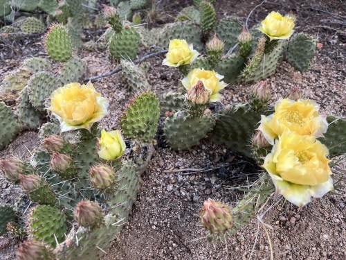 A cluster of prickly pear cacti with vibrant yellow flowers blooming among spiky green pads on rocky soil.