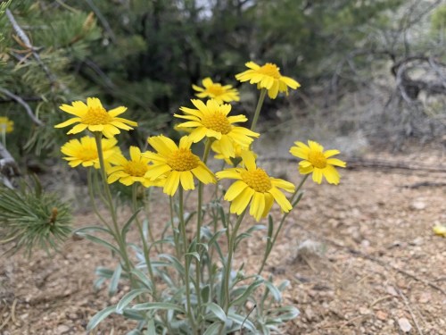 A cluster of bright yellow wildflowers growing among rocky soil and greenery.
