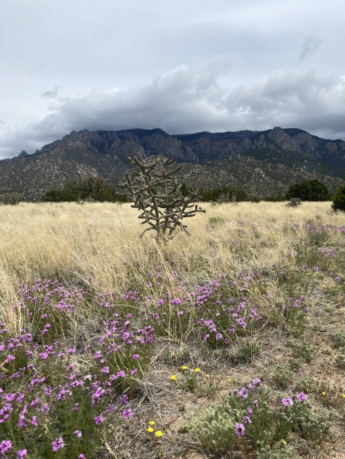 A desert landscape featuring a cholla cactus, wildflowers, and mountains under a cloudy sky.