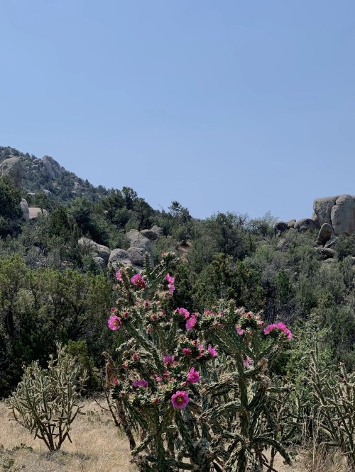 A vibrant cactus with pink flowers stands in a rocky, green landscape under a clear blue sky.