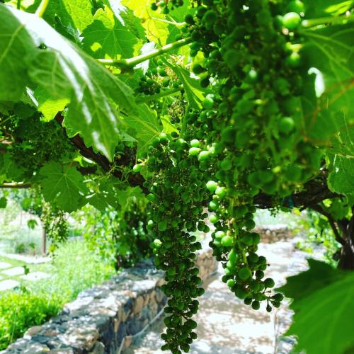 Bunches of green grapes hanging from a vine, surrounded by lush green leaves in a sunny garden.