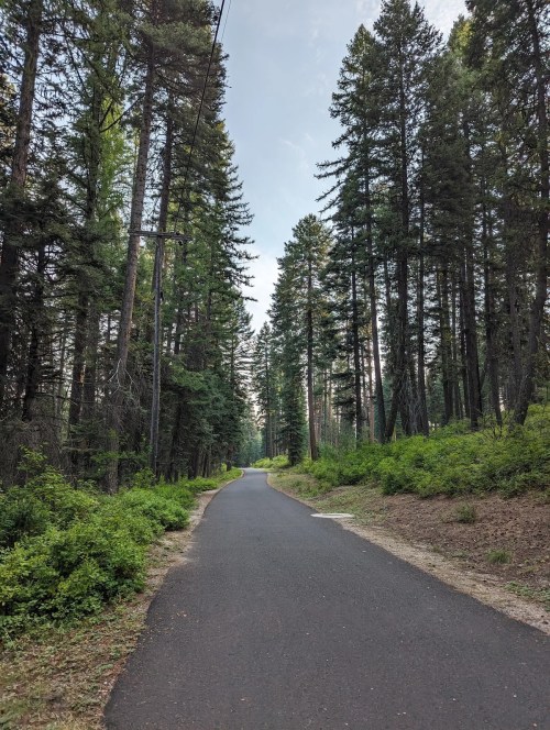 A serene, tree-lined path through a forest, with tall pines and a clear sky above.