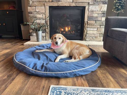 A dog resting on a large blue dog bed in front of a cozy stone fireplace.