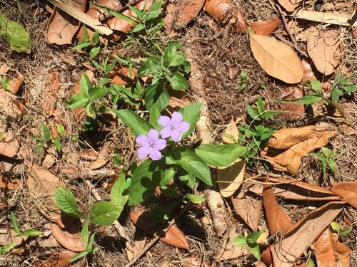 A small cluster of purple flowers surrounded by green leaves and brown fallen leaves on the ground.